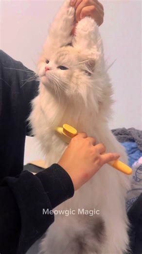 😂😂😂 #cat #cats #catlover #foryou #cattok