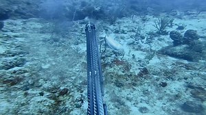 103K views · 3K reactions | Spearing mutton snapper down deep is always a fun challenge! Nice shooting Juste Rémi! 錄 | Spearchannel | Facebook