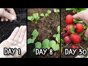 Complete Radish Growing Guide: From Planting to Harvest! step by step