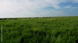 Wild Horses Running, Wild mustangs run on the beautiful green grass, Dust from under the hooves. Herd of horses, mustangs running on steppes aerial view. 4K 10 bit color video