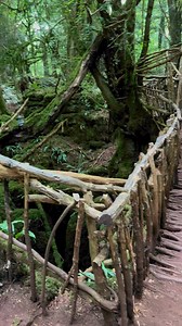 Puzzlewood 💚A magical ancient woodland attraction for all ages in the Forest of Dean, Gloucestershire. #puzzlewood #forestofdean | Beauty of the World
