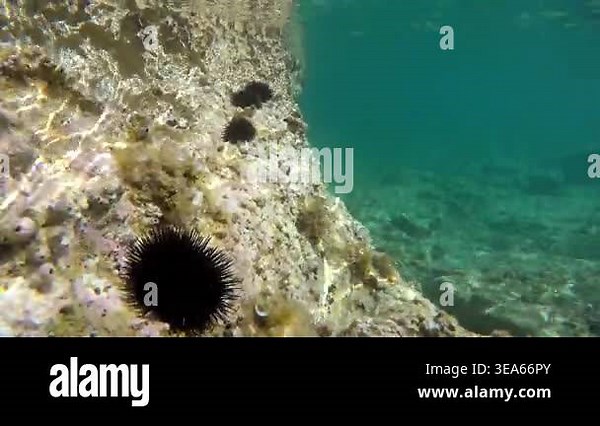 Underwater mossy sea ecosystem with sea urchin echinus and small fishes in clear natural habitat. Diadema Setosum presents sharp spines, echinoderm anatomy, coral rock beside Useful stock metadata. urchin, marine, reef, spiny, underwater Stock Video Footage - Alamy