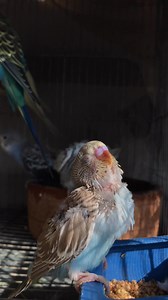 Sunshine . 🩷🥺 #budgie #shortsvideos #insta #love #reels #Budgie #viral #viral #trending #like #short | PlayGround Of Budgies