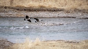 Slow motion of Canada Goose flying and landing in the Snake River in Idaho.