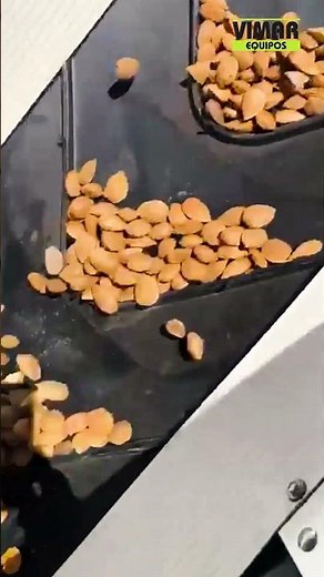 Limpiadora de almendra especializada Tersum