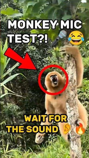 Monkey Mic Test?! This Gibbon’s Voice Will Shock You 🎤😂