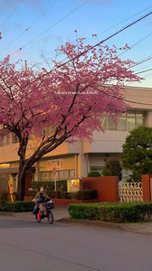 🌸Sakura season in Tokyo🌸 #sakura #japan #aesthetics #beautifuldestinations #wonderful_places | LOST IN TOKYO