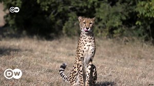 Dogs saving big cats in Botswana
