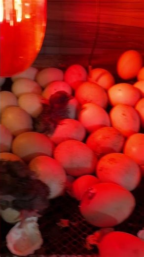 Amazing Golden chick hatching