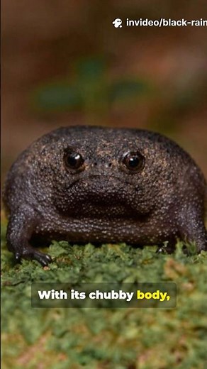 The Angriest Frog on Earth? 😤 Meet the Black Rain Frog! #wildlife #animalfacts #angryfrog