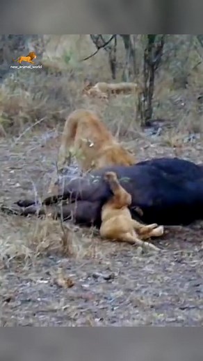 1.2M views · 10K reactions | #wildanimal #wildlife #nature #animal #animals #wildlifephotography #wildanimals #wild #naturephotography #animalphotography #photography #bird #animallovers #naturelovers #canon #wildnature #animallover #birds #naturelover #squirrel #perfection #captures #wildlifephotographer #shots #world #art #wildlifeplanet #photooftheday #wildlifephoto #love | Wild animal Lover | Facebook