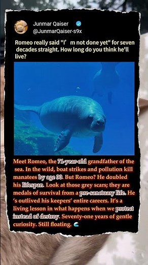 The Oldest Manatee In Human History! 🌊 #Wildlife #Conservation #Ocean
