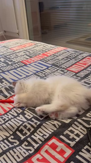 Mon BB chat Ragdoll adopté il y a 8 jours . Un vrai bonheur 🙏💙le plus fort anxiolitique qui existe ….. Que je l’aime 💝 | Denyse Clauzier