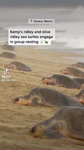 Arribada group nesting 👯‍♀️ | Sea Turtle, Inc