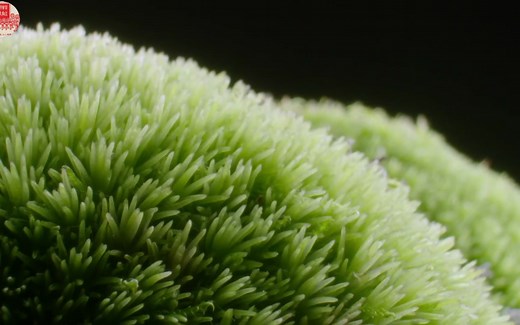 奇妙的苔藓世界.The.Magical.World.of.Moss.1080p英语字幕