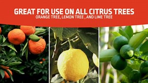 Expert Gardener Citrus Plant Food Fertilizer 6-4-6, 8 lb.