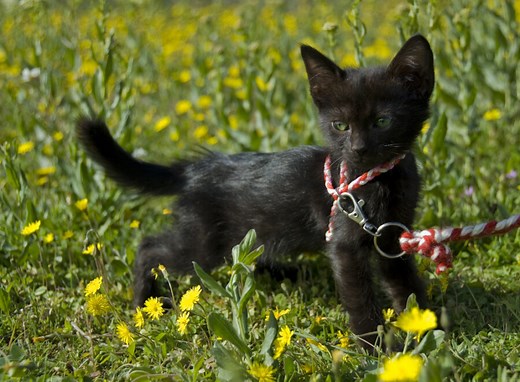 How To Make A Cat Harness Out Of Rope, Paracord, Or Ribbon - [2026]