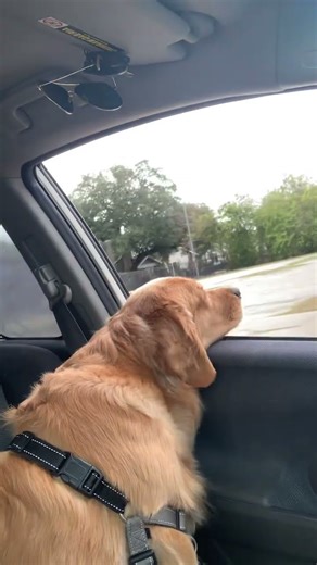 Me and Stella Boss Battle Robotnik