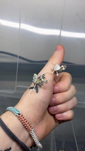 Favorite Insects at Insecthaus: Poll Results