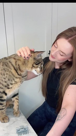 Heartwarming Kitty Hug Compilation