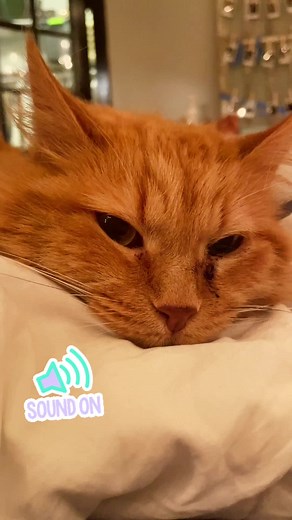 Ginger ASMR 😌 #ginger #orangecat #asmr