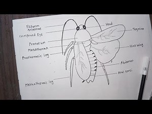 Anatomy Of Cockroach | Label Diagram Of Cockroach | Parts Of Cockroach Drawing