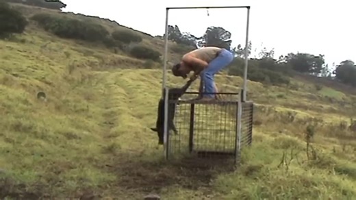 10K views · 91 reactions | A small but feisty pig finds its way into the trap in Hawaii, proving even the little ones can make for a wild catch. A glimpse of island life and hog control in action. #PigTrap #HogHunting #HawaiiOutdoors | Ellen Roman | Facebook