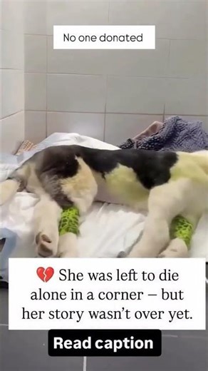 They made sure she could never live a normal life #usa #uk #canada #germany #sad #rescuedog #donate