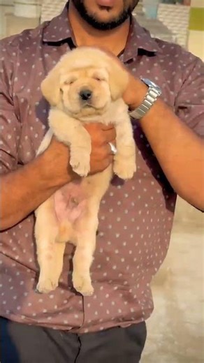 8810623046 Labrador puppy booking open friendly trained vaccinated top family dog pups ready#pets