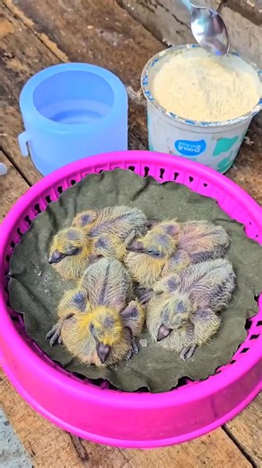 Healthy Baby Pigeon Care Routine for Stronger Birds