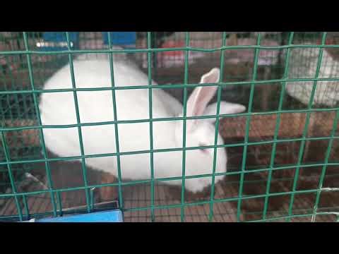 Rabbit Breeding Box 03175569656