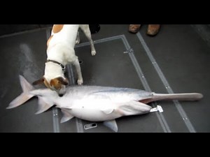 FISH4FUN: SNAGGING SPOONBILL ON LAKE OF THE OZARKS