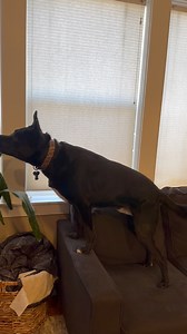 Bosco wanted to help the little girl #fyp | Bosco and the fam