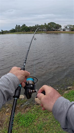 The Lawless Tide on Instagram: "I Threw A Live Bait In A City Park Pond And Hooked A Saltwater Beast!🤯"