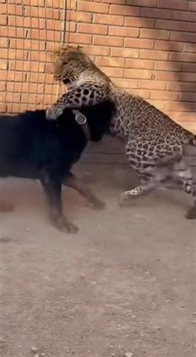 Rottweiler vs Leopard: The Ultimate Face-Off! 🐆🐕 #shorts