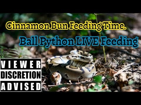 Epic Snake Feeding: Watch My Ball Python Devour a Mouse in Real Time!