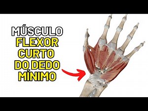 Músculo FLEXOR CURTO do dedo mínimo - MIOLOGIA DA MÃO! Aula de Anatomia humana grátis e fácil