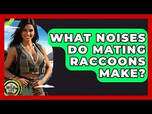 What Noises Do Mating Raccoons Make? - The Wild Life Explorer