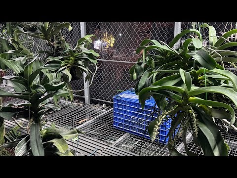 Hoa Tết 2025 🥰🥰🥰