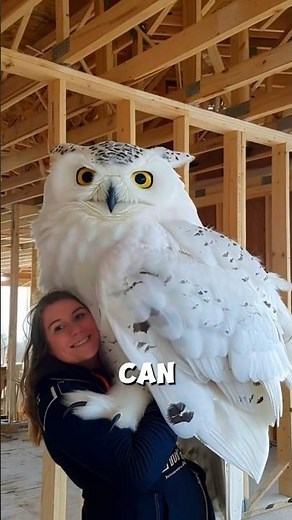 Can Owls Really Turn Their Heads 360°? 🦉