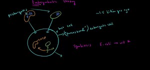 Extranuclear inheritance 2