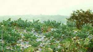 Broccoli Field with Weed Mat - Close-Up, Green Onions, and Overgrown Weeds in Mountainous Morning