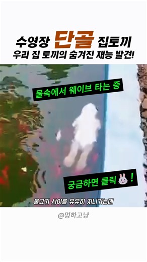 수영장에서 우리 집 토끼의 숨겨진 재능 발견! #토끼 #귀여운동물 #토끼수영 #Rabbit #FunnyAnimals #CuteBunny