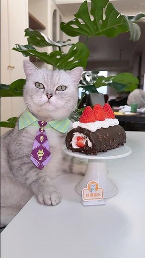 The cat makes a strawberry cake,It's so easy.