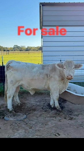 1.6K views · 16 reactions | Beautiful young Charolais Bull 3 1/2 year-old pet gentle | Christian Lattouf | Facebook