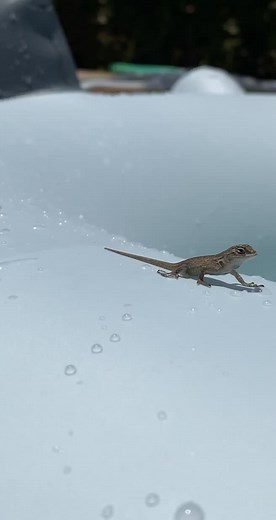 Baby Monitor Lizard Exploring a Pool Float