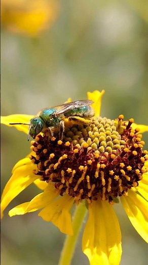 Metallic Green Sweat Bee #metallicbee #insectvideo #naturevideo