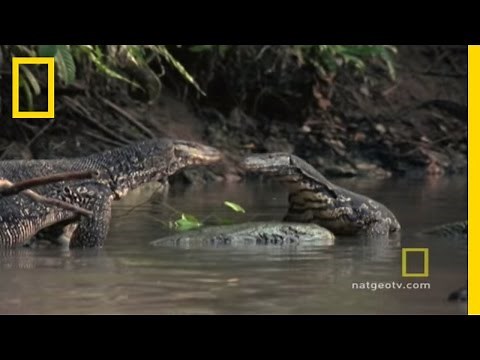 Lizard vs. Lizard | National Geographic