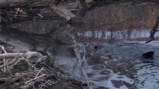 A quick video from autumn of 2021 of a beaver adding mud from the bottom of the pond to its dam. This serves the dual purpose of deepening the pond before freeze up and fortifying the dam. #beavers #wildlifephotography | Mike’s photos and videos of beavers