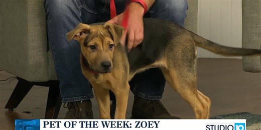 Pet of the Week: Zoey